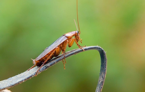American Cockroach