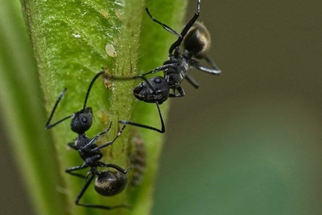 2 black ants