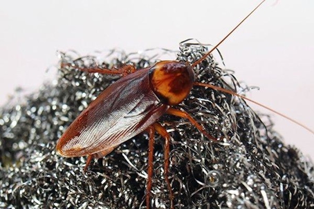 Brown cockroach