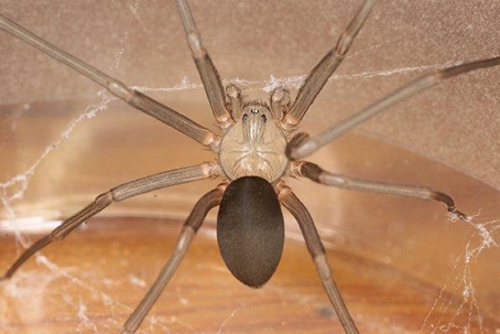 Brown spider