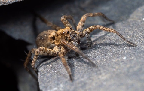 Brown spider