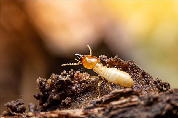 Termite Control & Fumigation