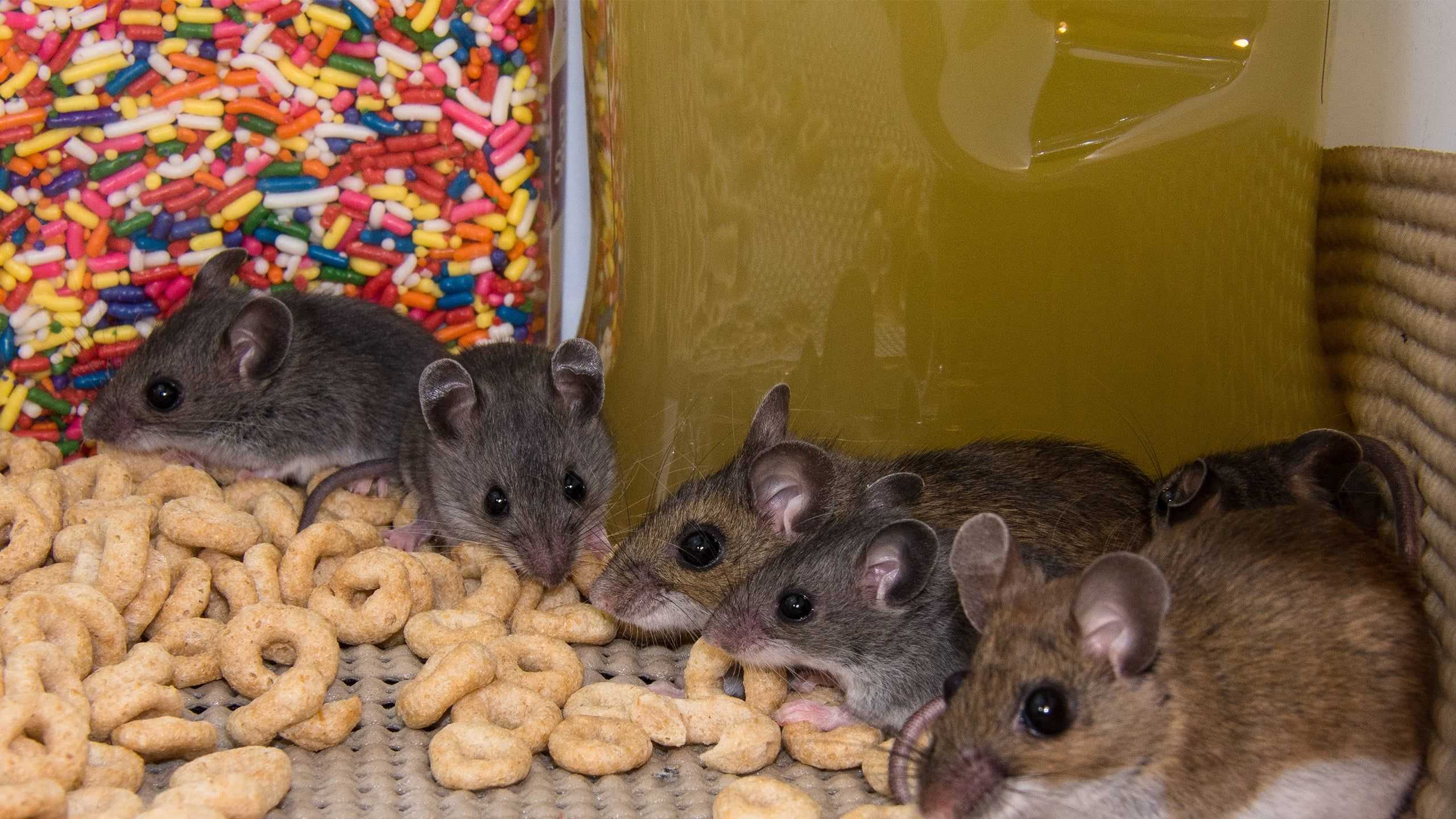 mice in a cabinet