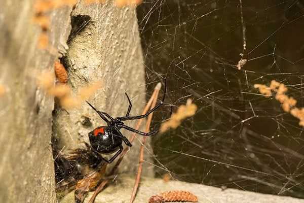 Black widow spider in a web
