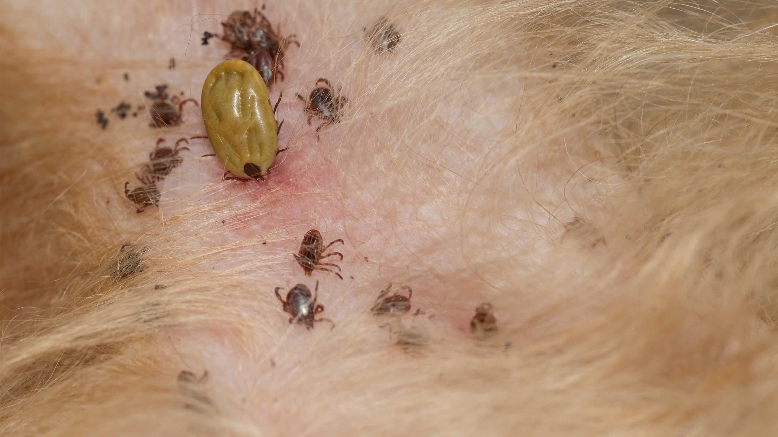 ticks on a pet
