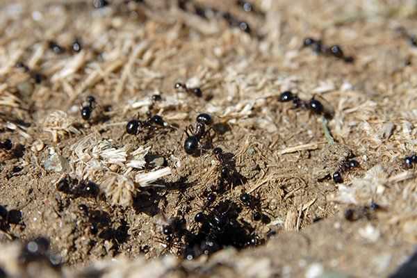 ants in a hole