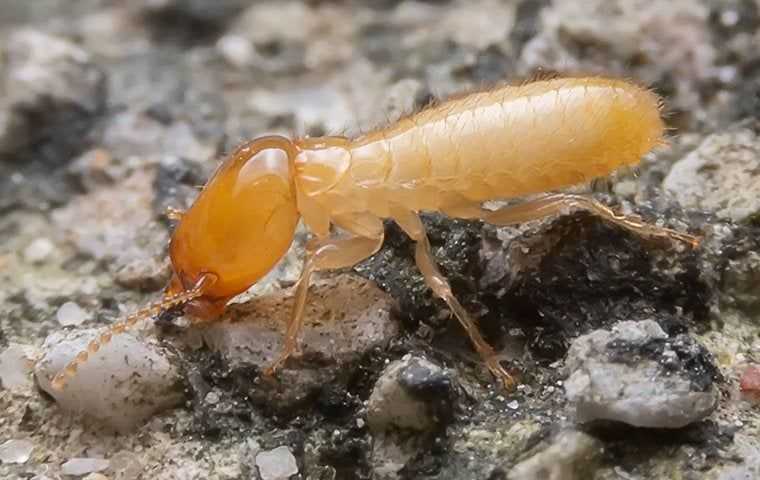 up close image of a termite crawling on the ground