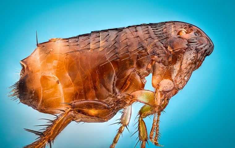 a big flea up close
