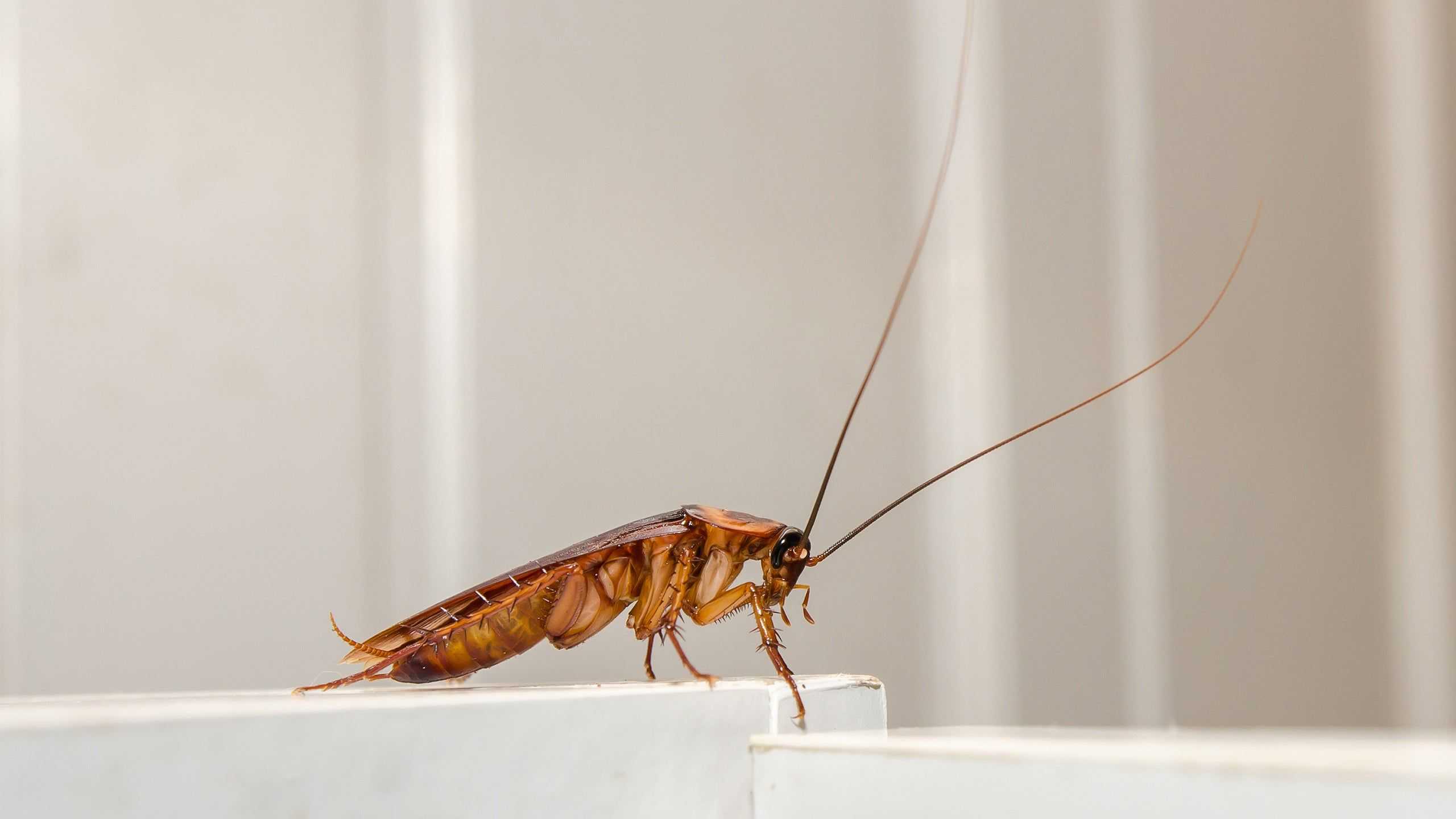 cockroach on a cabinet